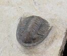 Undescribed Cornuproetus Trilobite - Tafroute, Morocco #13888-2